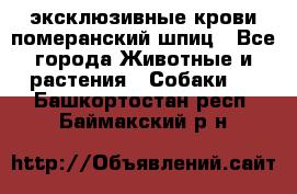 эксклюзивные крови-померанский шпиц - Все города Животные и растения » Собаки   . Башкортостан респ.,Баймакский р-н